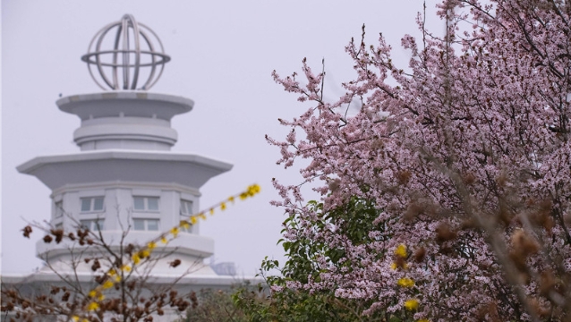 陽春三月，踏青賞花正當(dāng)時(shí)