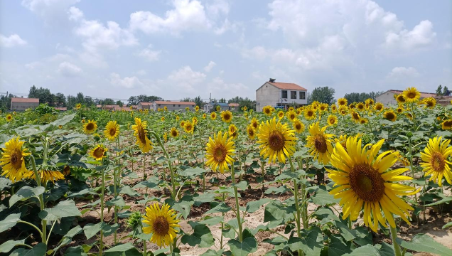 [鹿邑]馬鋪鎮：廢閑土地開出“幸?；ā?> </a></TD>             </TR>           </TBODY>         </TABLE>         <TABLE class=margin_4 border=0 cellSpacing=0 cellPadding=0 width=